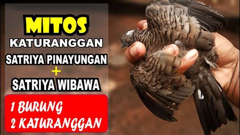 Kesimpulan Ciri dan Mitos Perkutut Katuranggan Satrio Pinayungan